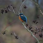 frei - wie ein Eisvogel am Marchfeldkanal