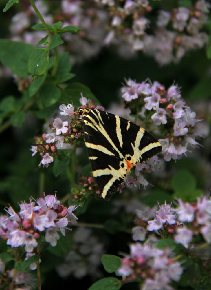 frei wie ein Schmetterling