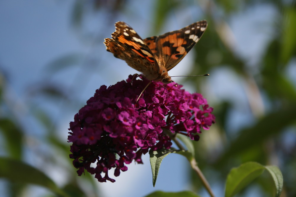 Frei wie ein Schmetterling....