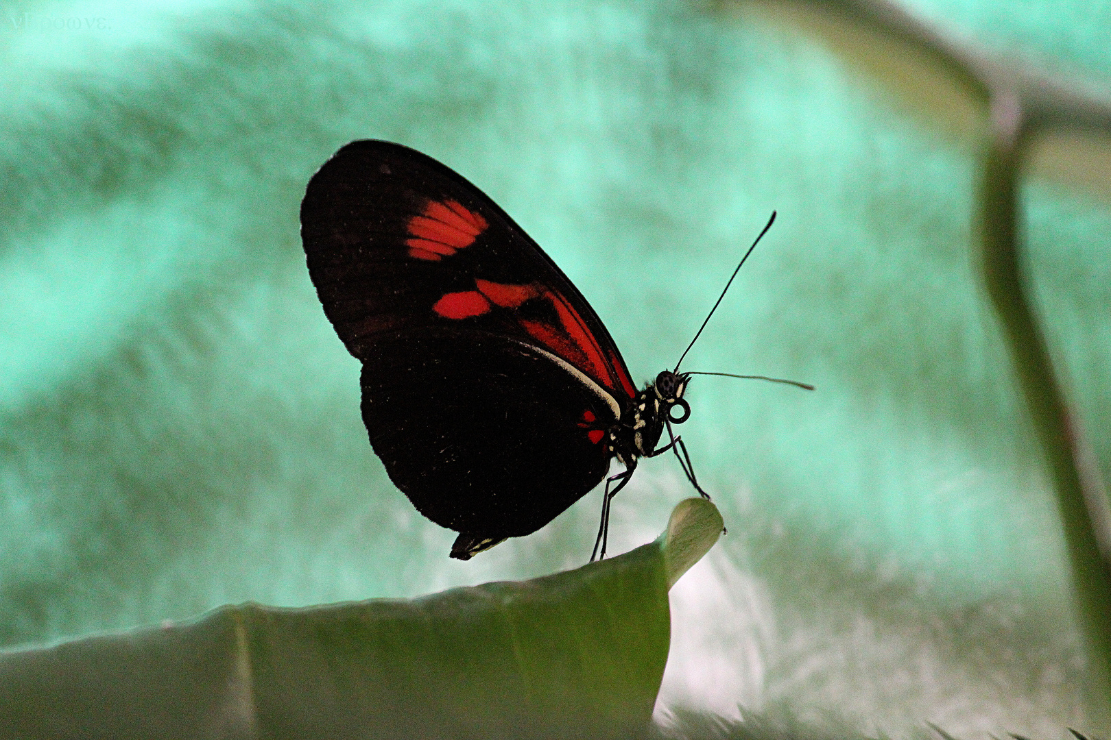 Frei wie ein Schmetterling ^^