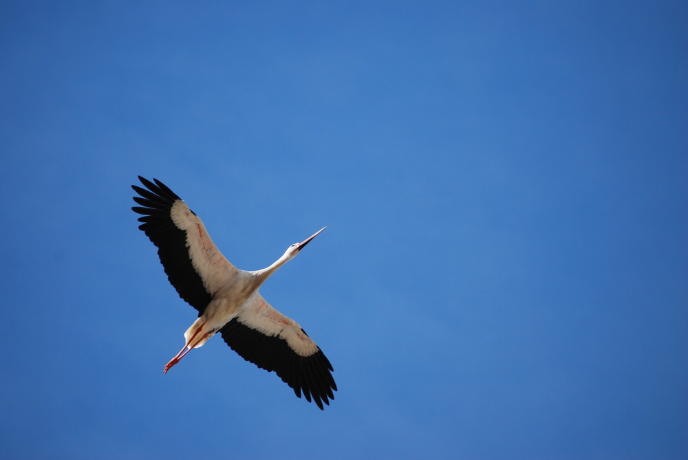 Frei wie ein Storch :o)