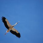 Frei wie ein Storch :o)