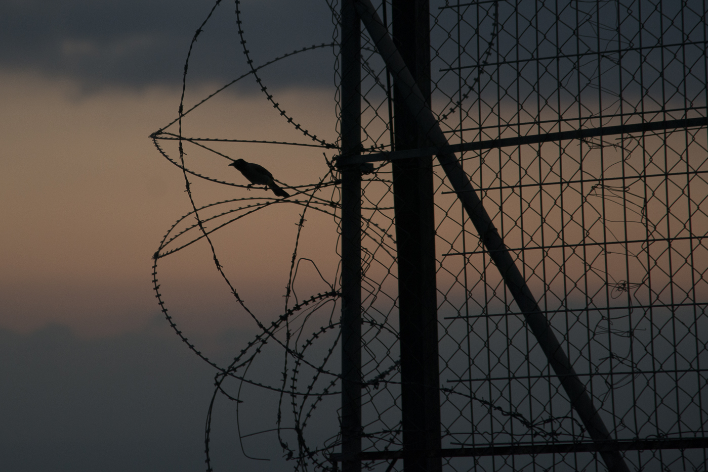 Frei wie ein Vogel