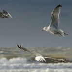 Frei wie ein Vogel