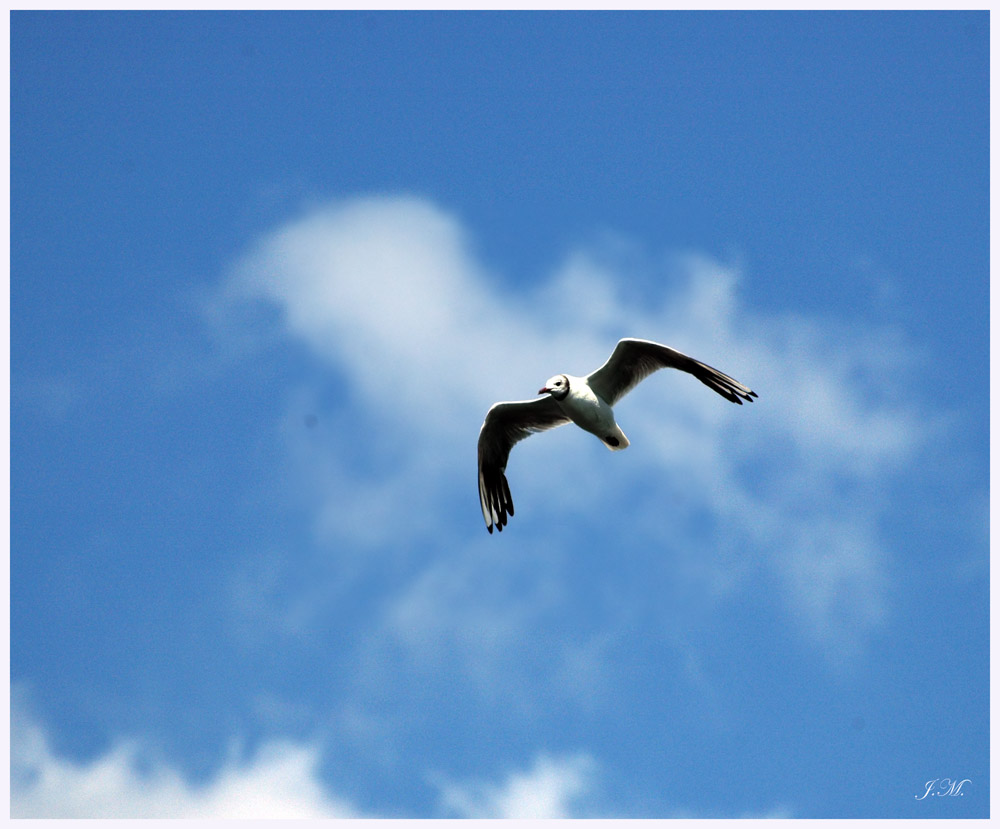 Frei wie ein Vogel...