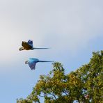 Frei wie ein Vogel ?!