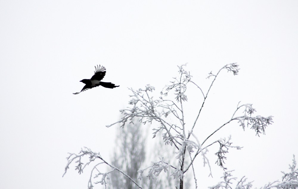 Frei wie ein Vogel