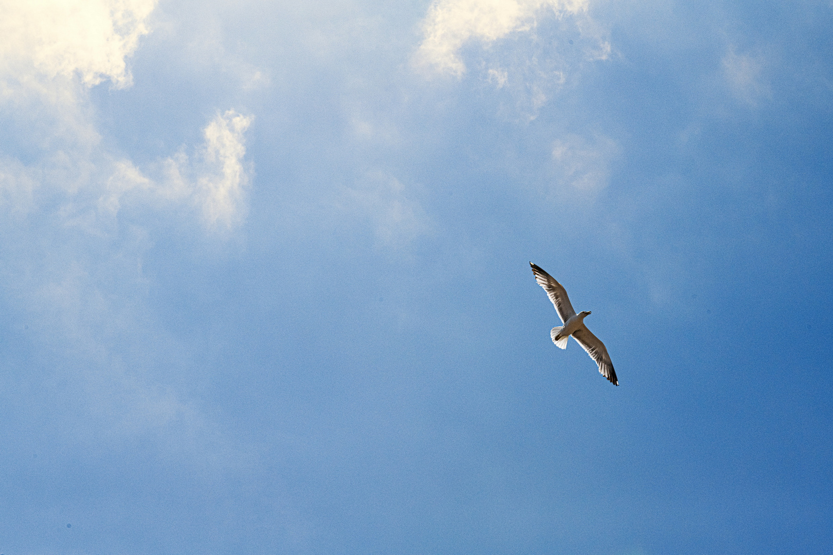 Frei, wie ein Vogel