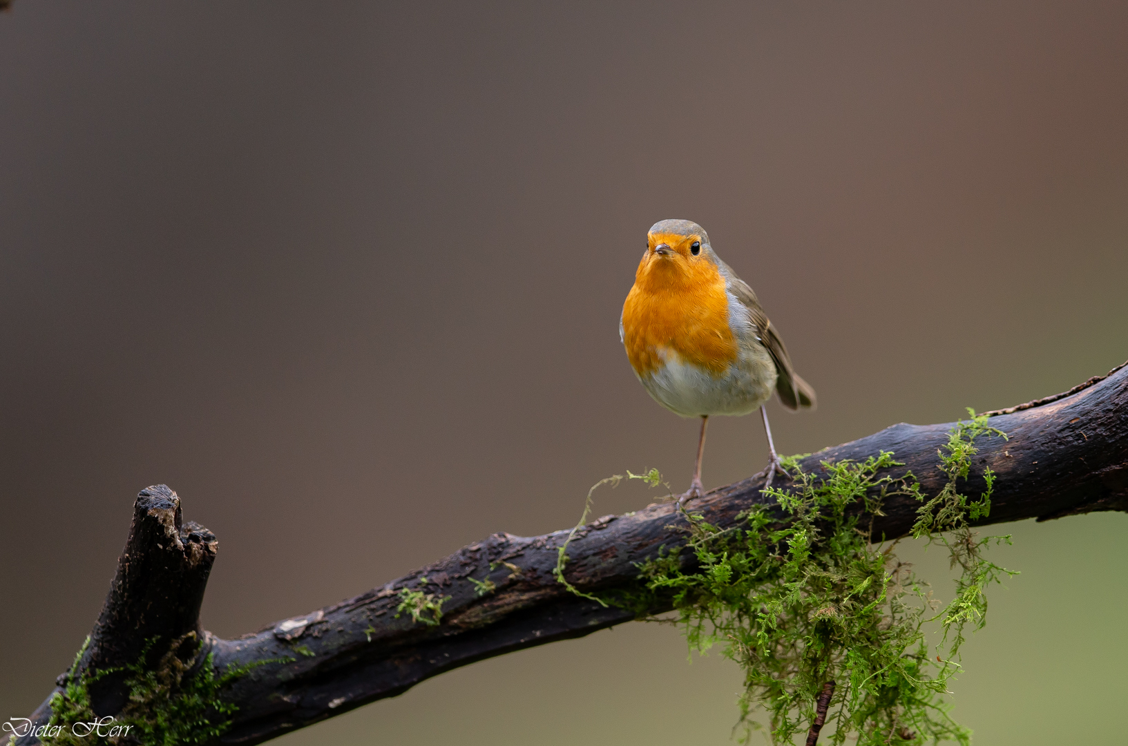 Frei wie ein Vogel....