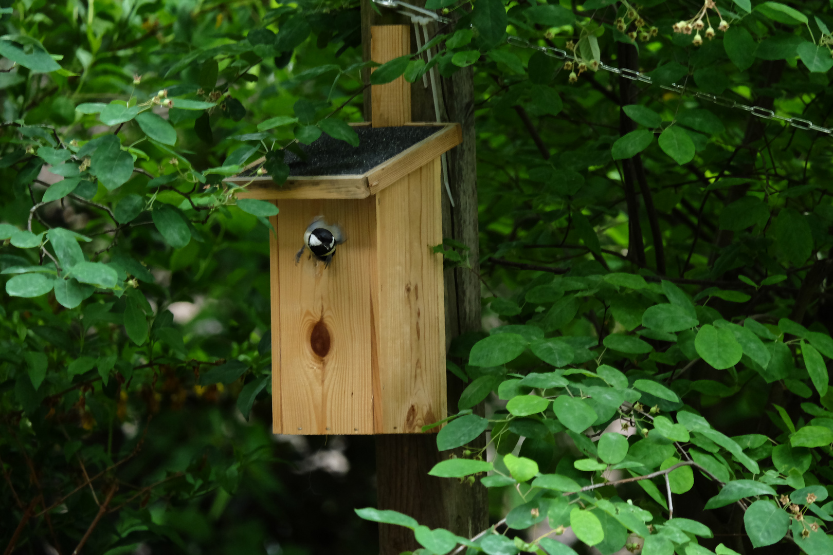 frei wie ein Vogel