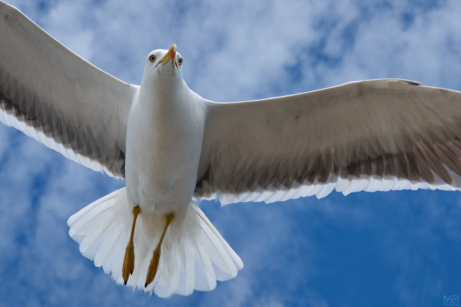 Frei wie ein Vogel ..