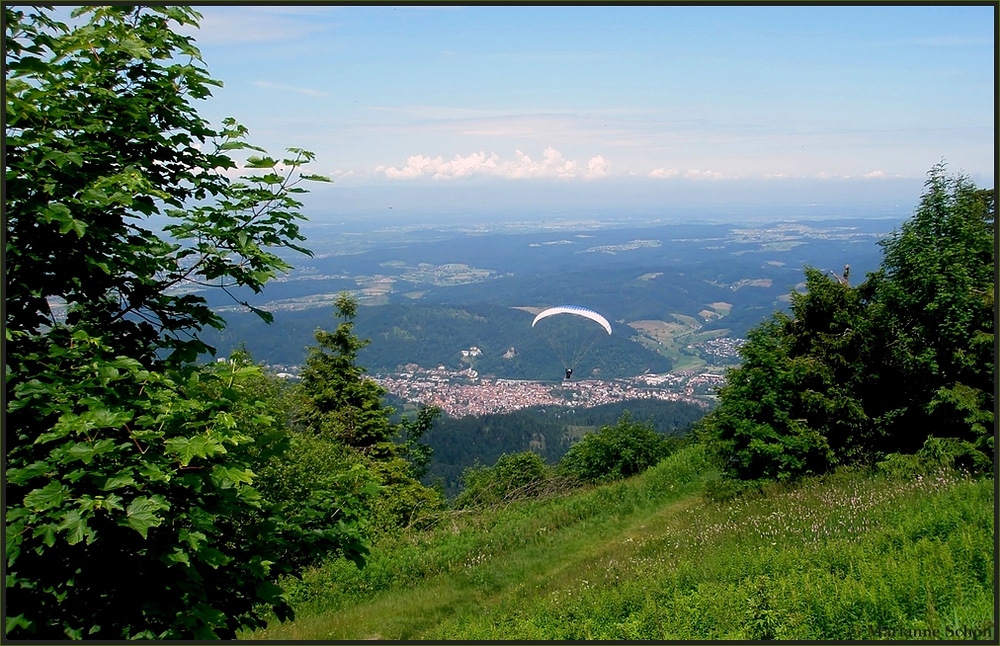 Frei wie ein Vogel...