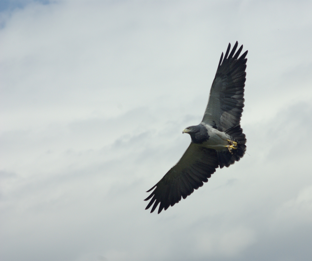 Frei wie ein Vogel