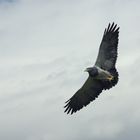 Frei wie ein Vogel