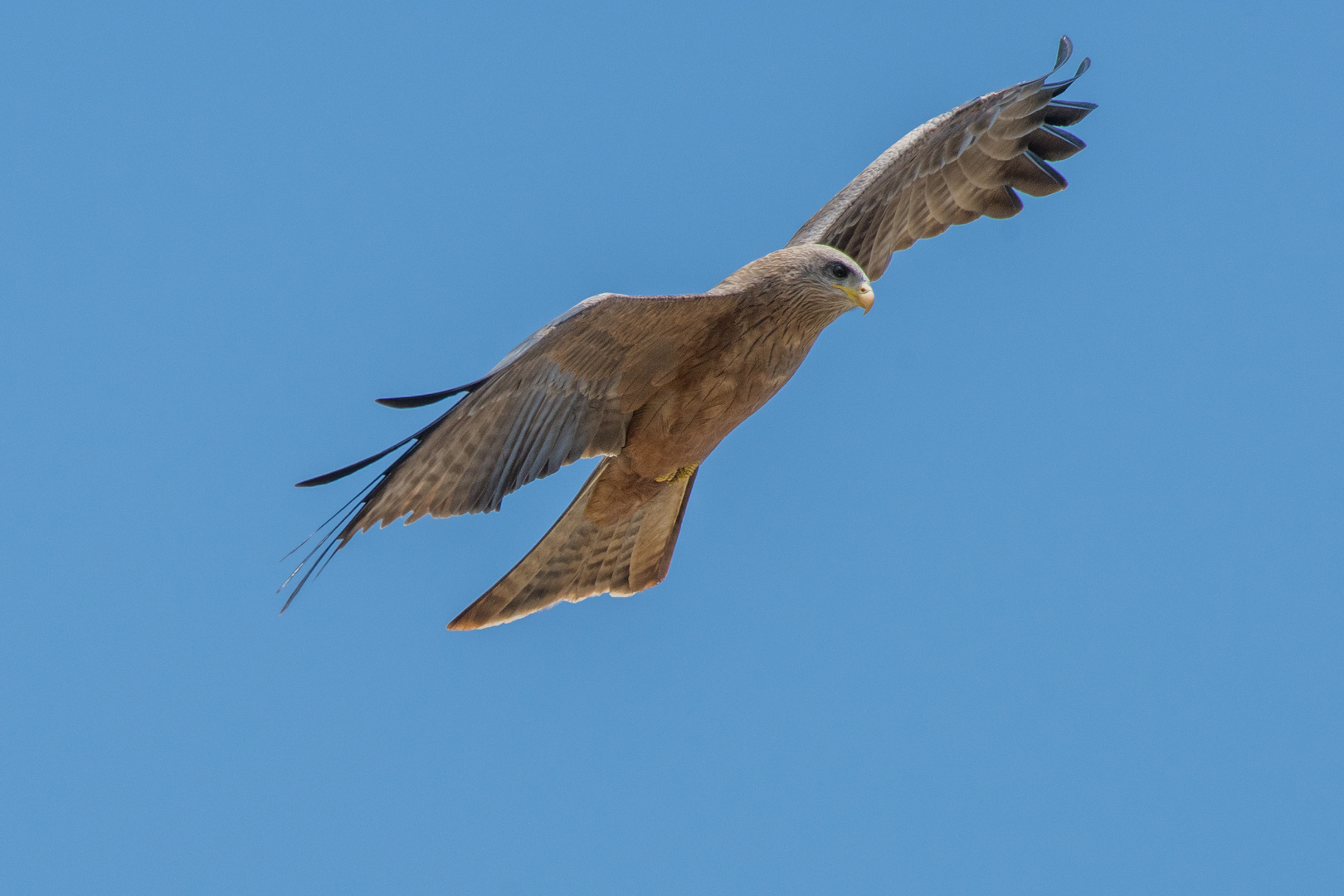 Frei wie ein Vogel......