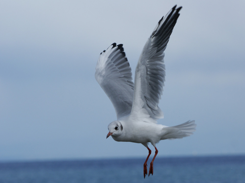 frei wie ein Vogel