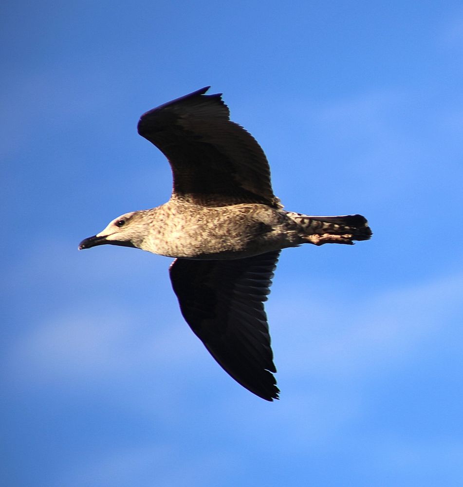 Frei wie ein Vogel