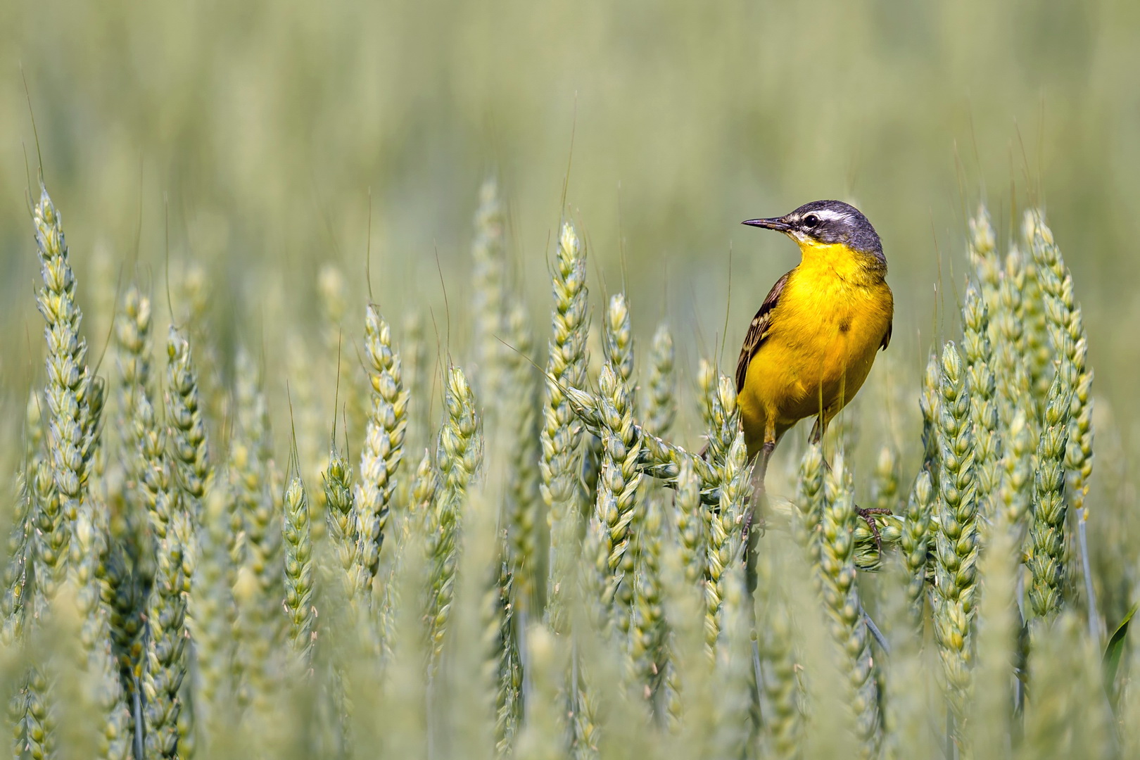 Frei wie ein Vogel