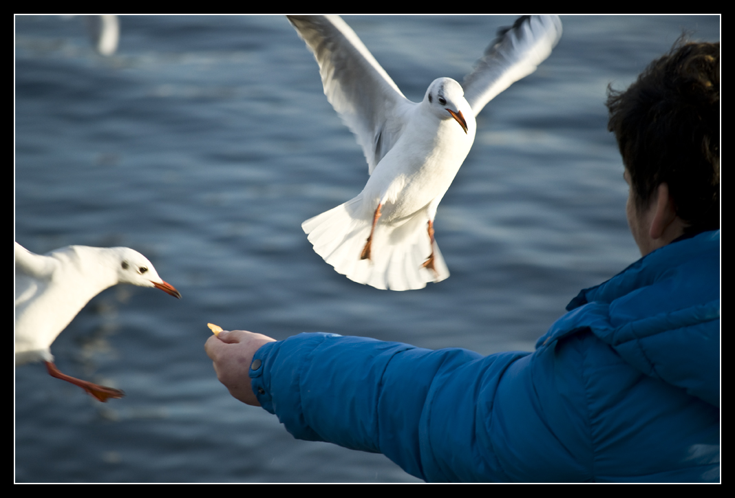 Frei wie ein Vogel