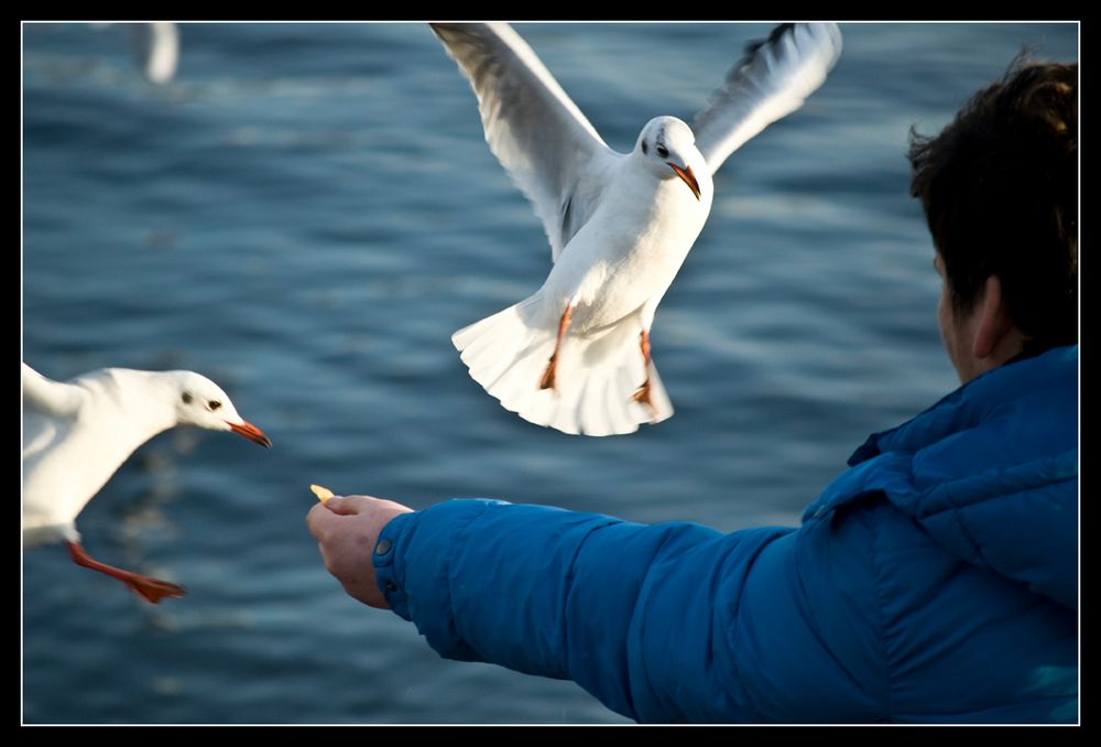 Frei wie ein Vogel