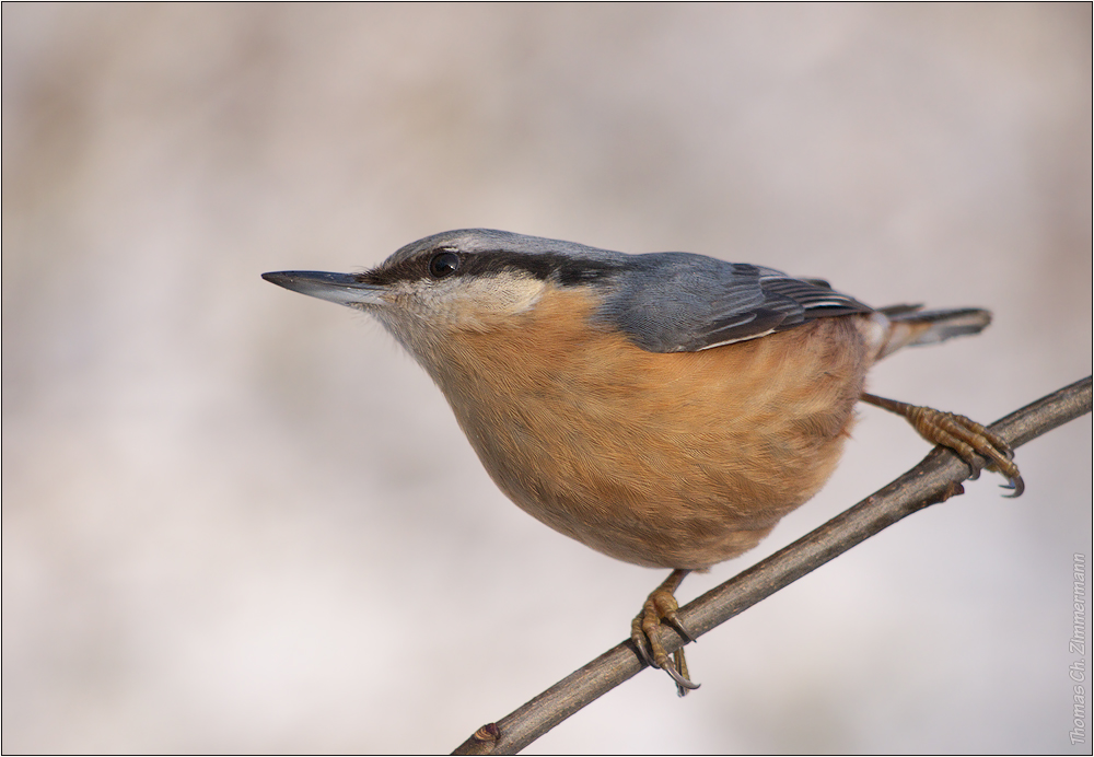 frei wie ein Vogel