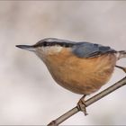 frei wie ein Vogel