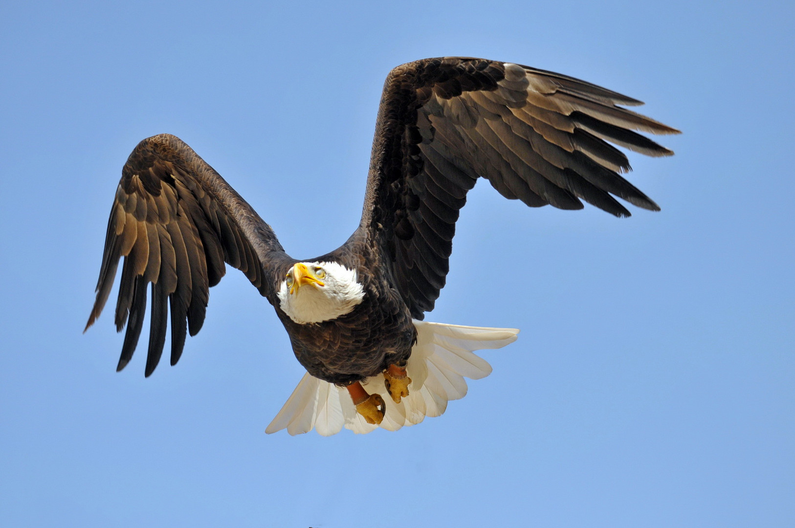 Frei wie ein Vogel