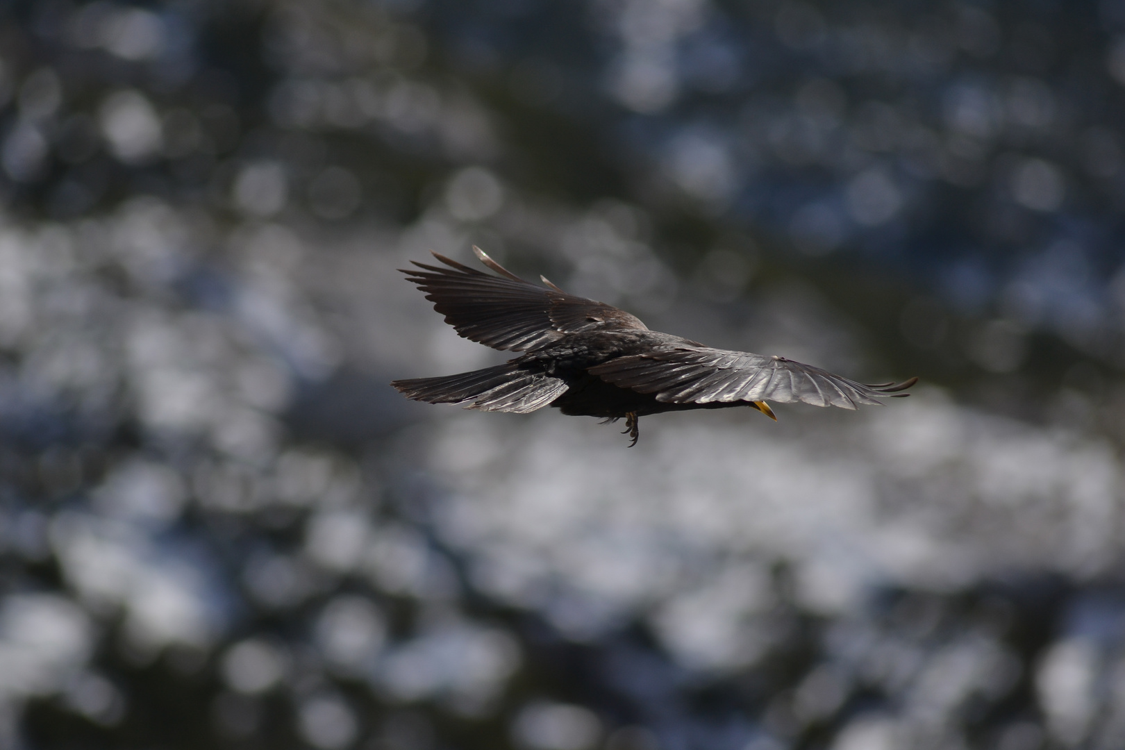 Frei wie ein Vogel