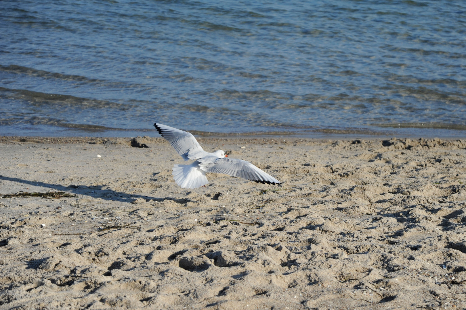 Frei wie ein Vogel