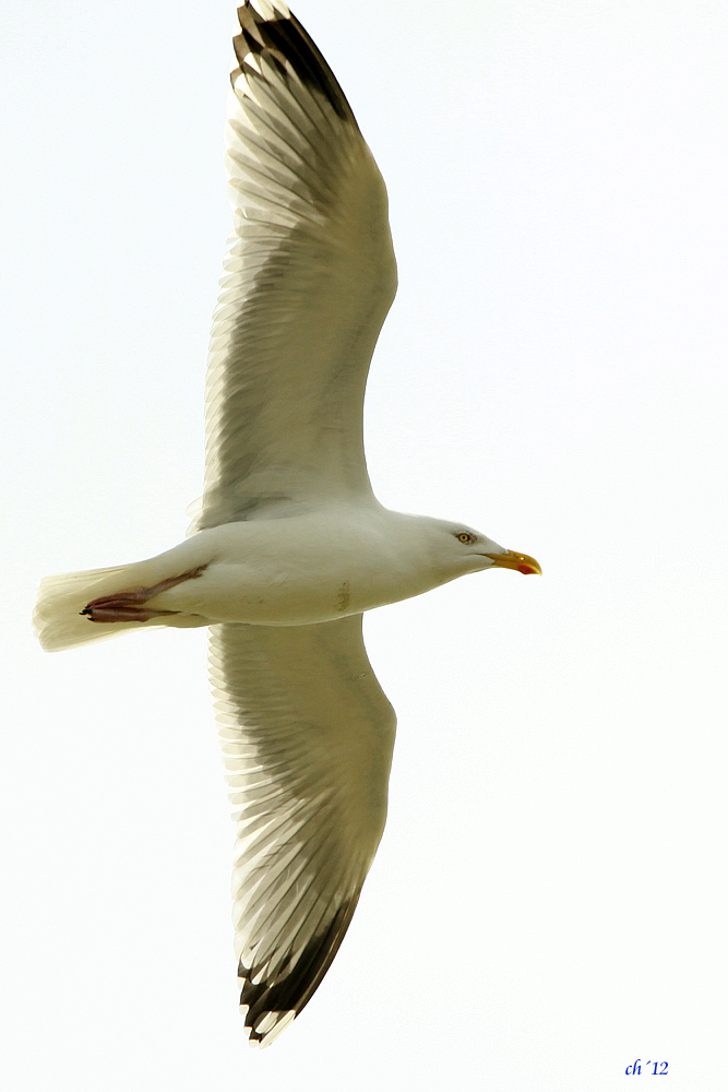 Frei wie ein Vogel??? ER durfte es nicht :(