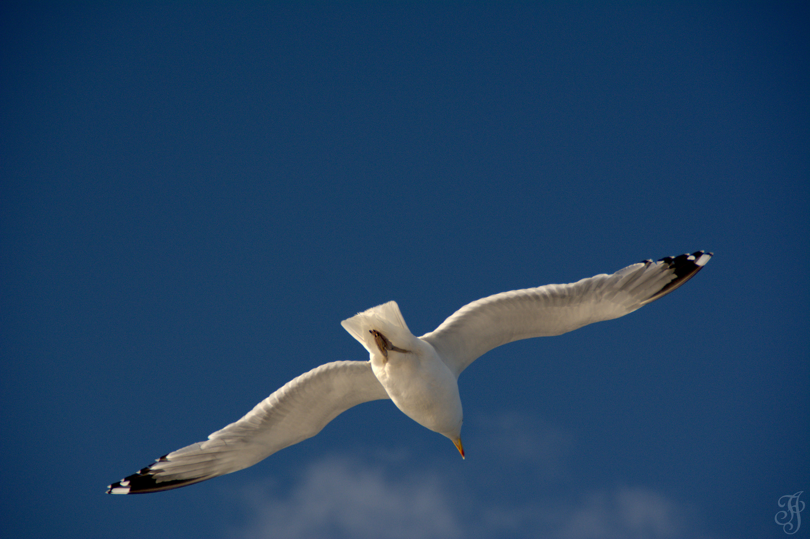 Frei wie ein Vogel I