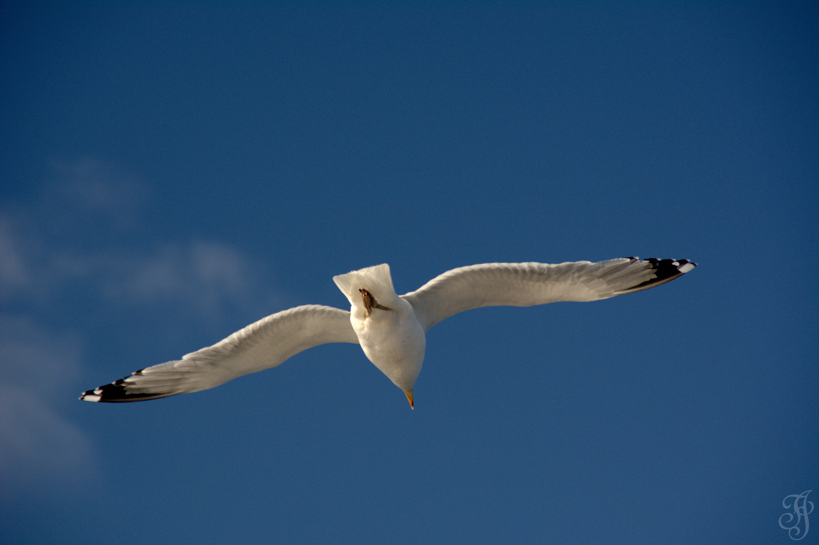 Frei wie ein Vogel II