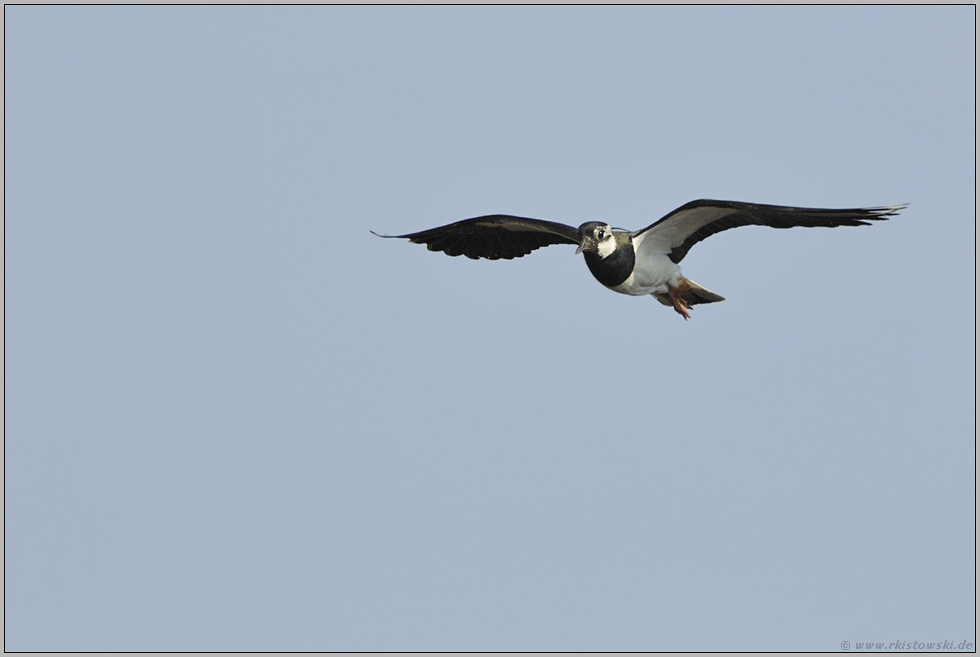 frei wie ein Vogel... Kiebitz *Vanellus vanellus*