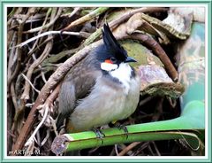 Frei, wie ein Vogel (mit Gedicht)