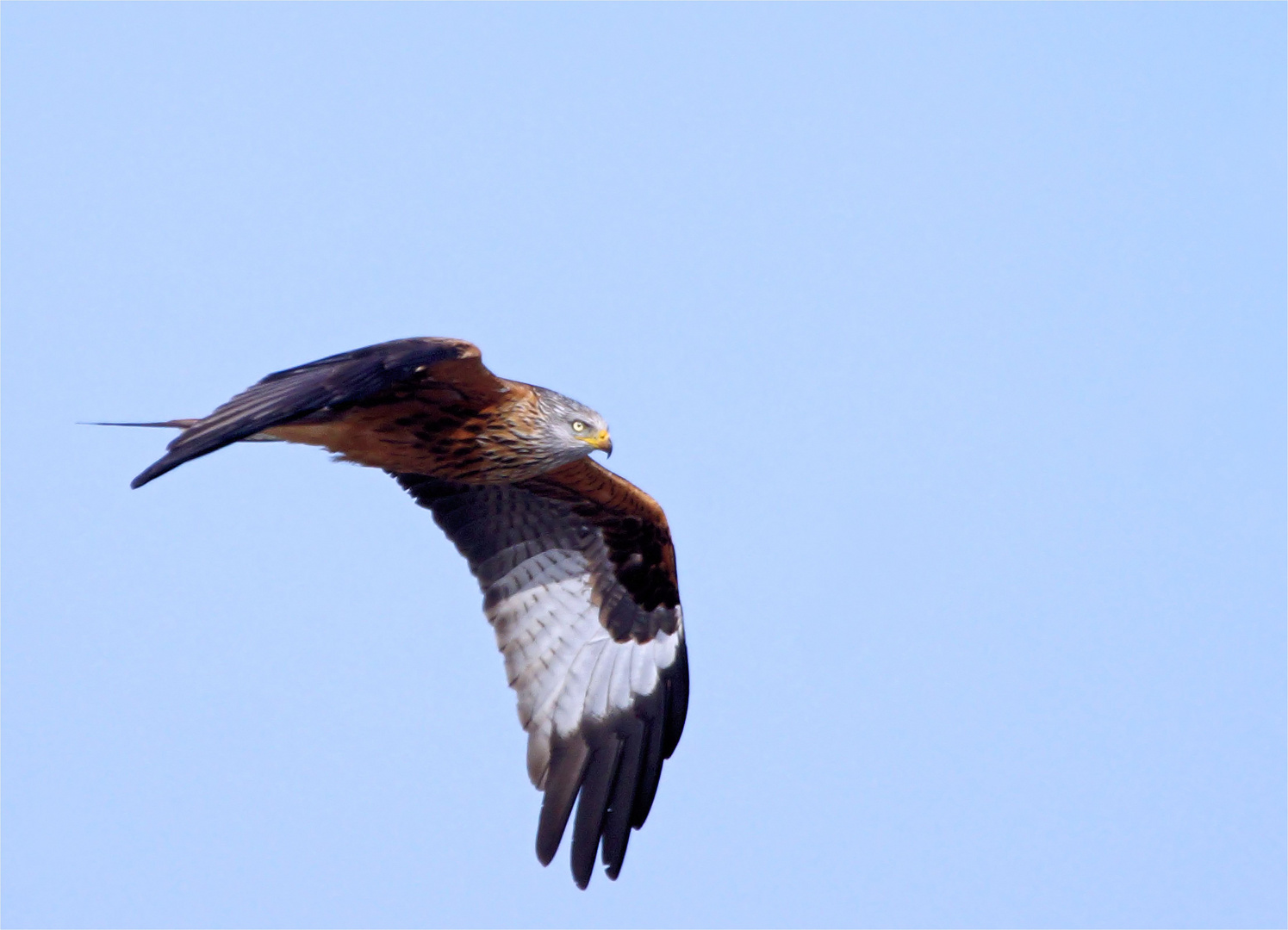 Frei wie ein Vogel... Rotmilan ( Milvus miluvs)