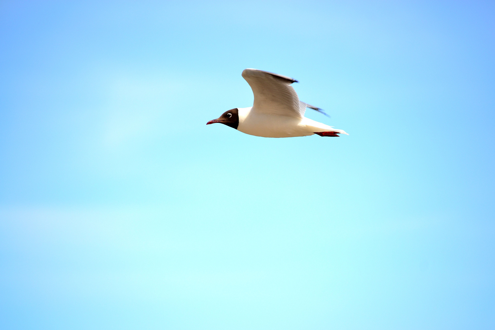 Frei wie ein Vogel will man sein....