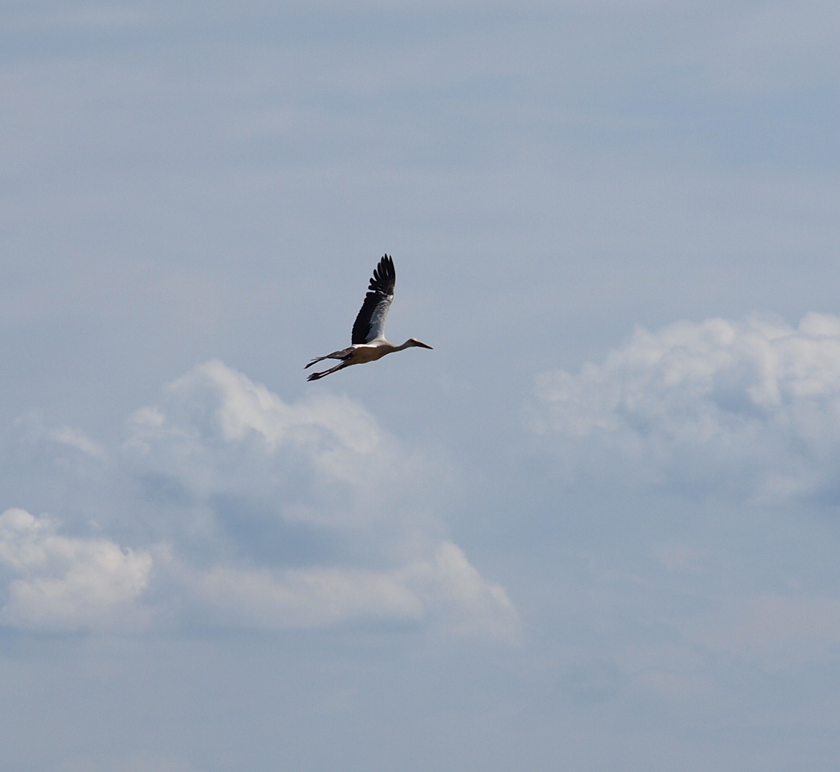 Frei wie ein....Storch