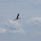 Frei wie ein....Storch