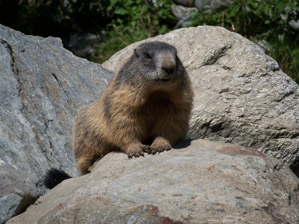 Frei zum (Foto)Abschuss Das Alpenmurmeltier (marmota marmota)