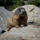 Frei zum (Foto)Abschuss Das Alpenmurmeltier (marmota marmota)