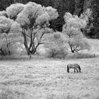 Freibachgrund II [IR]