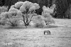 Freibachgrund II [IR]