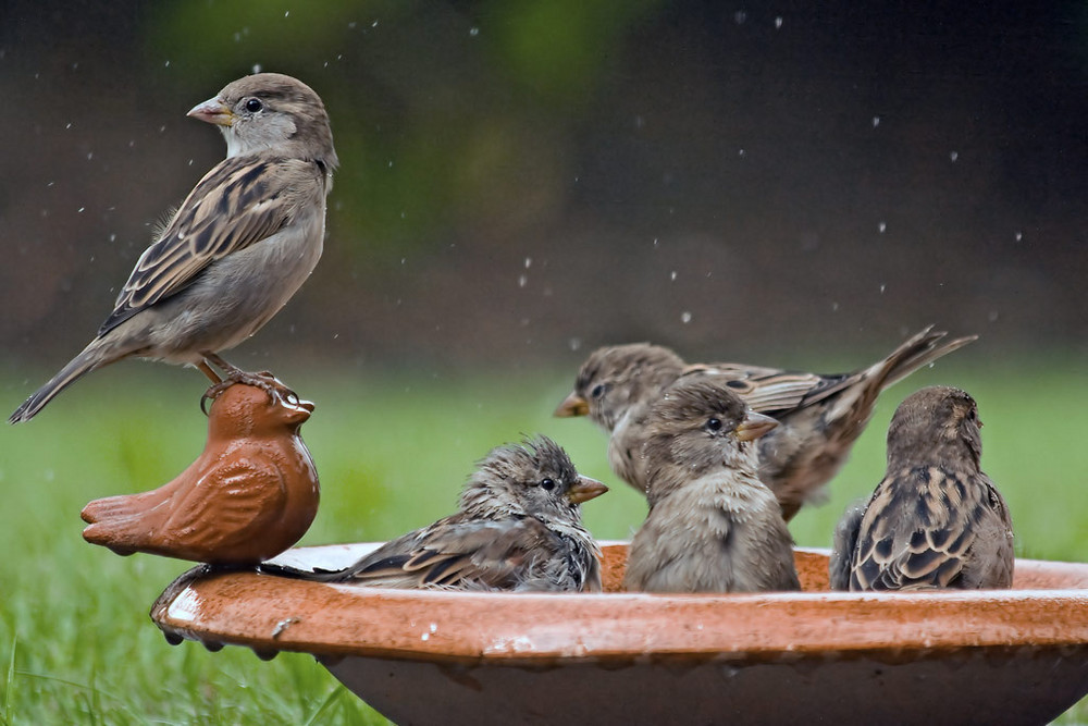 Freibad für Vögel