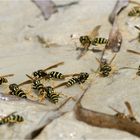 Freibad für Wespen
