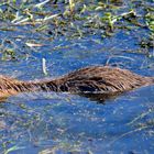 freibad in der lausitz ist offen