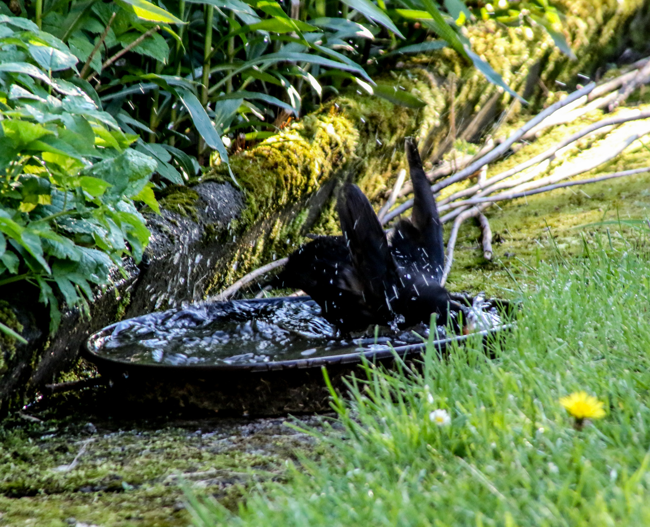 "Freibad ist Auf"