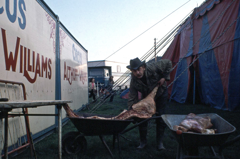 Freibankfleisch für die Raubkatzen