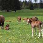 Freiberger Pferde in den Franche Montagnes