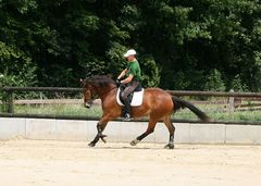 Freibergerstütchen im Galopp