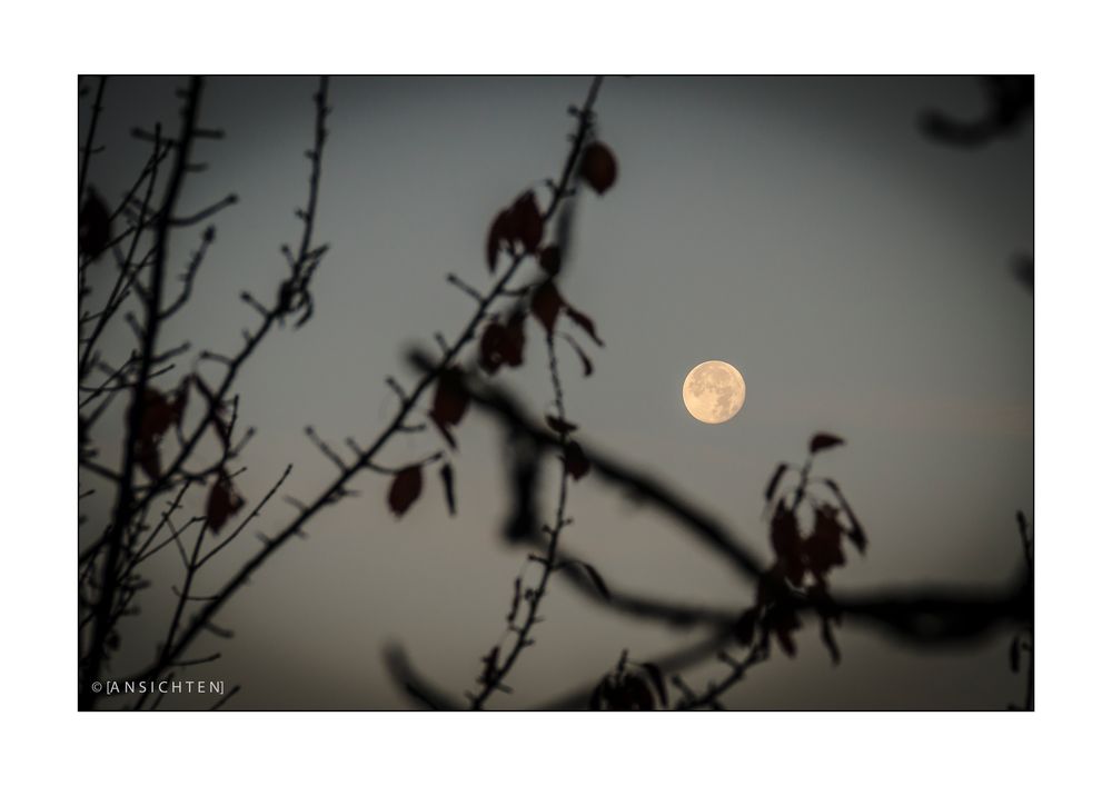 Freiburg 006 - Mond im Herbstlaub